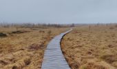 Trail Walking Waimes - CANI-RANDO TOUR ( boucle les caillebotis de la fagne wallonne) - Photo 14