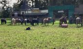 Trail Horseback riding Bouxwiller - rando acpl chez sandra 13 10 24 - Photo 3