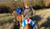Trail Horseback riding Gresswiller - Triggur gresswiller cva  - Photo 12