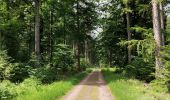 Trail Walking Vielsalm - Forêt domaniale du Grand-Bois - Photo 2