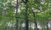 Trail Walking Lasne - autour d'Ohain... - Photo 6