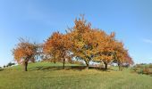 Randonnée A pied Weinheim - Rundwanderweg Röckelsberg 4: Röckelsberg-Weg - Photo 1