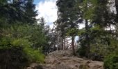 Trail Walking Gérardmer - Gérardmer - cascade de Mérelle puis tour Mérelle - Photo 9