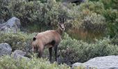 Randonnée A pied Cogne - Sentiero 22E Bivacco Martinotti - Photo 10