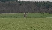 Randonnée Marche Durbuy - ballade autour des menhirs, dolmens et pierres de légendes de Weris - Photo 8