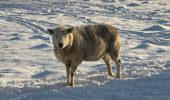 Tocht Noords wandelen Habscht - Eischen - Septfontaines - Photo 8