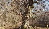 Tour Wandern Compiègne - de trean par ste corneil les bx monts le mt tremblé - Photo 2