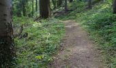 Tour Wandern Sallèdes - La forêt de la comté  - Photo 5