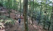 Randonnée Marche La Bresse - VOSGES 2023 - Jour 1 - Le Lac aux Corbeaux - Photo 12