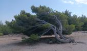 Tour Wandern Leucate - la franqui . phare de leucate .. retour via la falaise - Photo 5