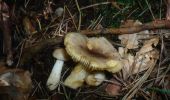 Randonnée A pied Sieggraben - Herrentisch - Sieggraben - Hartlspitz - Photo 10