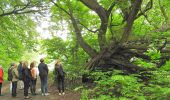 Excursión A pie Bloemendaal - Vinkenduin en Oud Woestduin - Photo 3