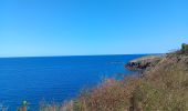Trail Walking Cerbère - village des aloès - cap cerbère/ aller-retour - Photo 15