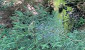 Randonnée Randonnée équestre Badonviller - Grand chêne vierge clarisse  - Photo 8