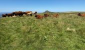 Excursión  Murat-le-Quaire - F 2024 Auvergne - Photo 7