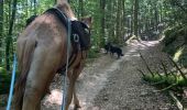 Tocht Paardrijden Cheniménil - Chenimenil - La Haute Verrière  - Photo 2