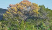 Tocht Stappen Puget-sur-Argens - Puget-sur-Argens - Les Terres Gastes - Photo 1