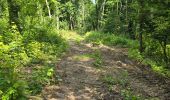 Trail Walking Seine-Port - Seine-Port - Forêt de Bréviande - Photo 4