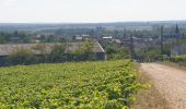 Percorso Marcia Pouilly-sur-Loire - Pouilly sur loire 58:rando dans les Vignes  - Photo 19