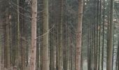 Tour Wandern Wellin - Randonnée Wellin, forêt St.Hubert  - Photo 8