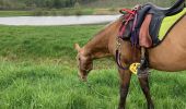 Trail Horseback riding Hériménil - Élodie 2 tivio - Photo 5