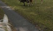 Trail Horseback riding Saint-Martin - St Martin domevre bois banal Pont rouge blockhaus  - Photo 10