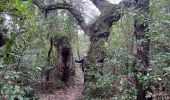 Randonnée Marche Roquebrune-sur-Argens - Les bois de la comtesse - Photo 1