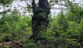 Tocht Stappen Vresse-sur-Semois - rando vresse sur semois 2-06-2024 - Photo 9