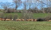 Tocht Stappen Laguiole - La Montagnette aubrac laguiolle - Photo 2