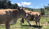 Tocht Stappen Peyre en Aubrac - Aumont à Finieyrols - Photo 2