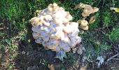 Excursión Senderismo Virton - La Charmouthienne_boucle_Ethe_15km_2019-10-13 - Photo 4