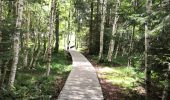 Trail Walking La Bresse - Lac de Lispach - Photo 3