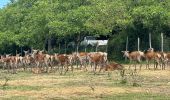 Tour Wandern Arthémonay - Reculais 06 2024 - Photo 4