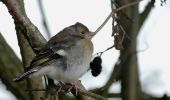 Tocht Te voet Carpin - Rundwanderweg Gelber Schmetterling - Photo 3