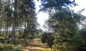Trail Walking Spa - petite balade autour de l aérodrome de Malchamps  - Photo 4
