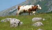 Trail On foot Campo di Giove - (SI P05) Campo di Giove - Roccacaramanico - Photo 4