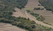 Tour Wandern Collioure - Batteries Mollo Collioure_T - Photo 1