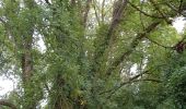 Trail Walking Giverny - Giverny Le lézard vert - Photo 4