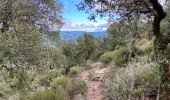 Trail Walking Pignans - Sainte Marie des Anges 15,8 km - Photo 7
