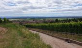 Trail Walking Châtenois - Le Hahnenberg et les balcons de Sélestat - Photo 10