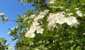 Tour Wandern Ormoy-le-Davien - 060522 - Ormoy le Davien - La Ferté Milon - Photo 17