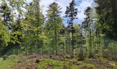 Tour Wandern Grendelbruch - Tour du petit Rosskopf & piton du Falkenstein - Photo 19