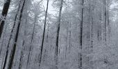 Percorso Racchette da neve Belmont - cascade de la serva - Photo 1