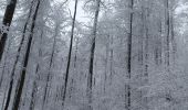 Randonnée Raquettes à neige Belmont - cascade de la serva - Photo 1