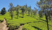 Tocht Stappen Dangolla - Sri-08 Kandy - Nuwara Eliya - Photo 5