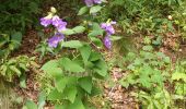 Tour Wandern Orcines - Ballade au Puy de Cōme - Photo 13