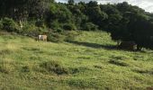 Trail Trail Sainte-Anne - Fonds grand ma - Photo 2