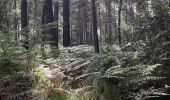 Randonnée Marche Fontainebleau - les Affolantes fontainebleau  - Photo 5