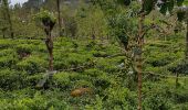 Tour Wandern Bandarawela - Sri-10 Bandarawela  - Iddalgasinne - Bambarakanda - Lyangahawela - Photo 10