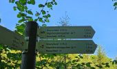 Tour Wandern Goesdorf - Goebelsmühle - Bourscheid - Dirbach - Photo 4